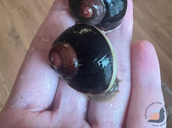 Acavus Haemastoma Haemastoma